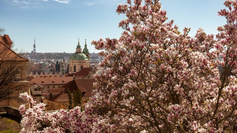 Kam v Praze za rozkvetlými magnoliemi + mapa